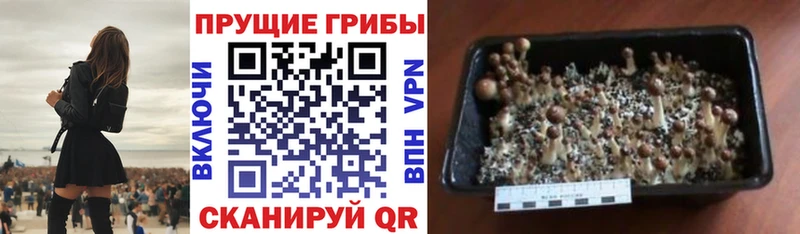Галлюциногенные грибы MAGIC MUSHROOMS  shop состав  Ясногорск 